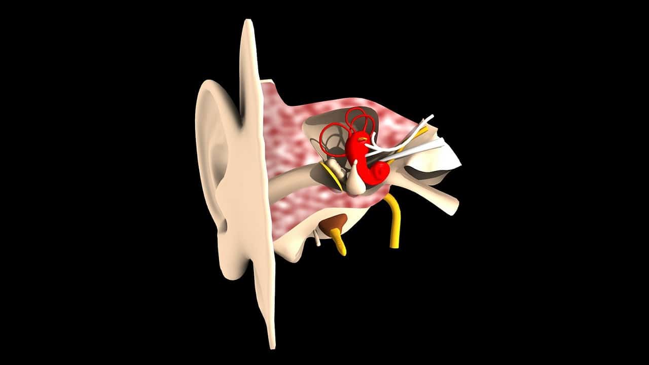 Gehörgang Anatomie: Das menschliche Ohr ist ein kleines Wunder