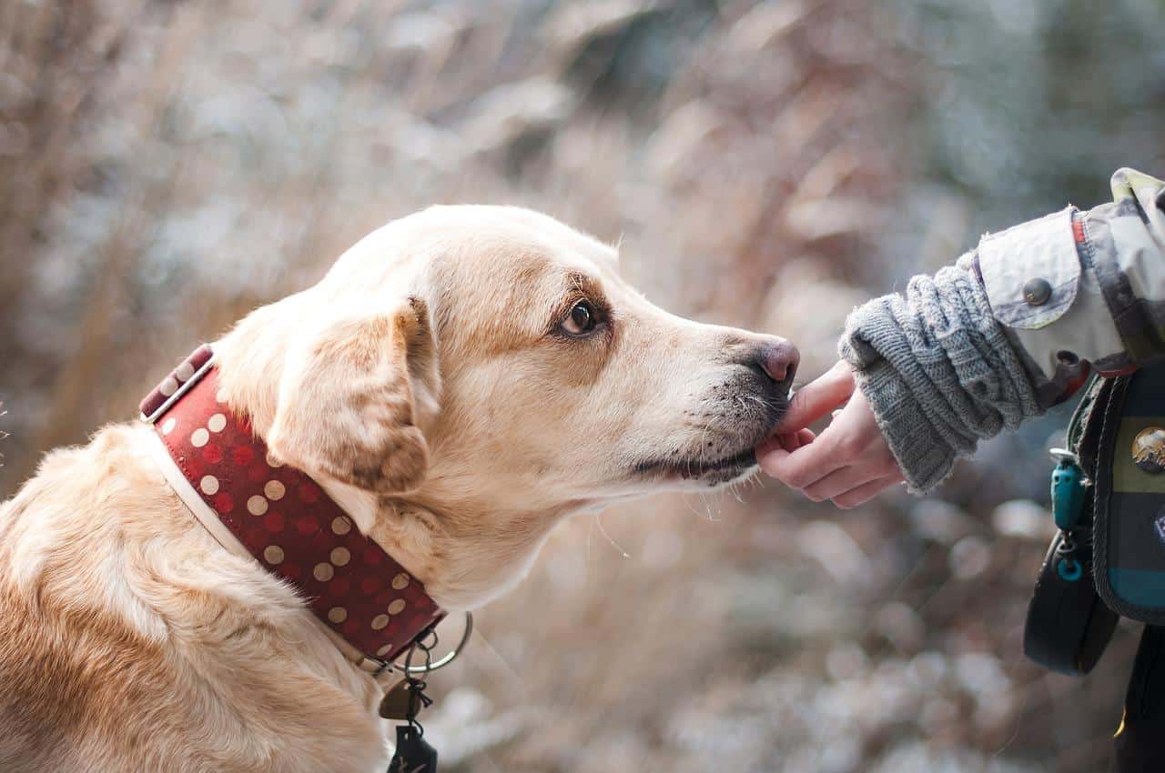 Gehörschutz Hund: Nicht nur bei Silvester hilfreich